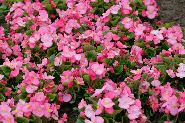 Décorez votre jardin avec le meilleur nain de jardin